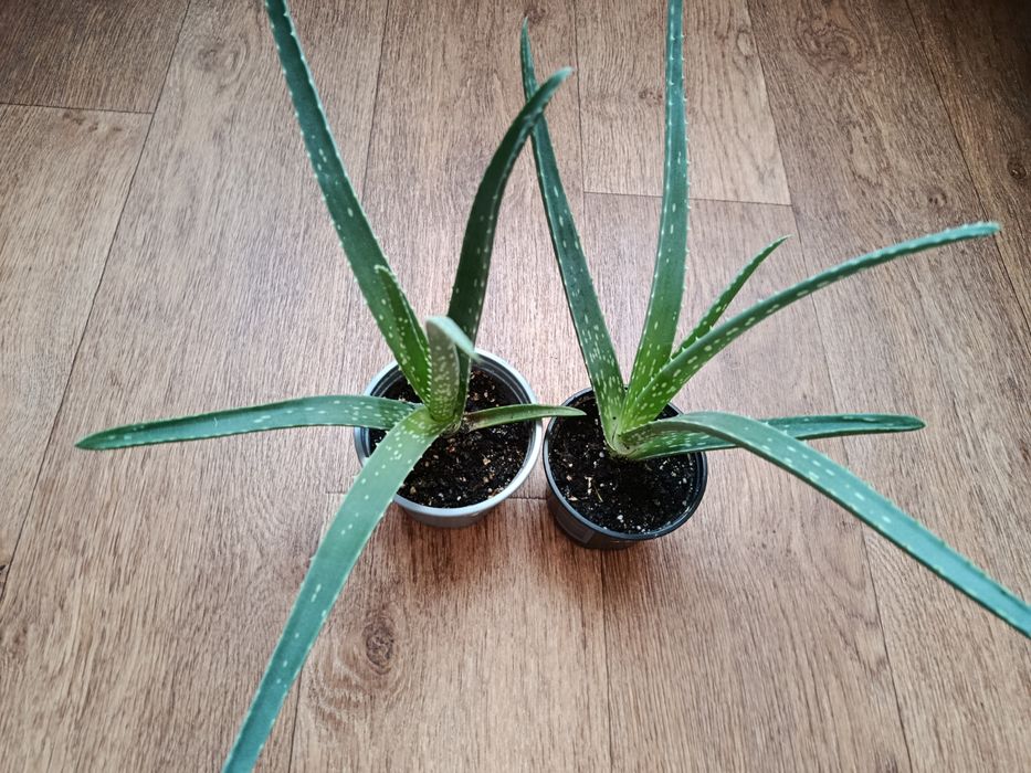 Алоэ вера- 1000 ТГ.