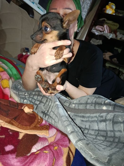 Русский той терьер