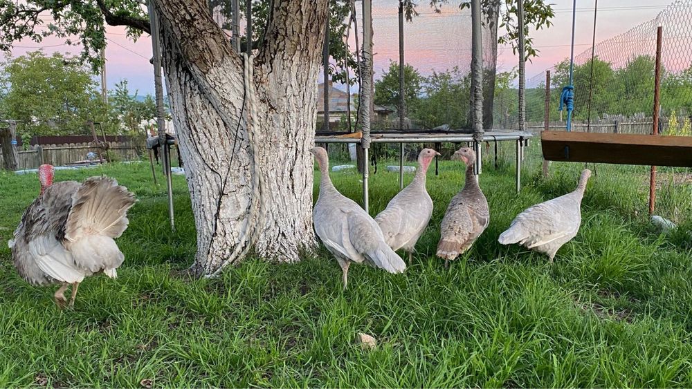 Oua de curca lavanda pt incubat