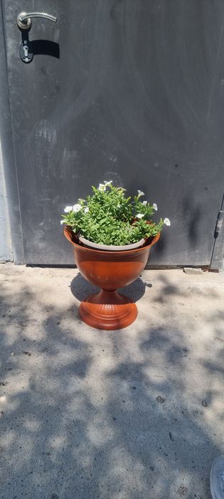 Продам  ампельные петуньи