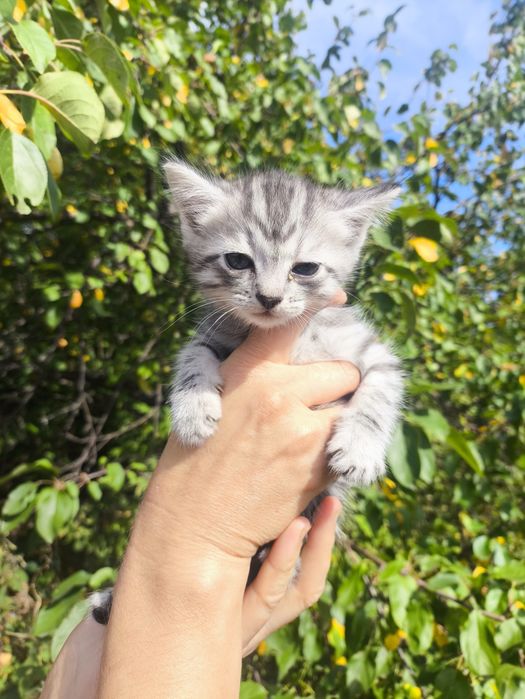 Котята в добрые руки