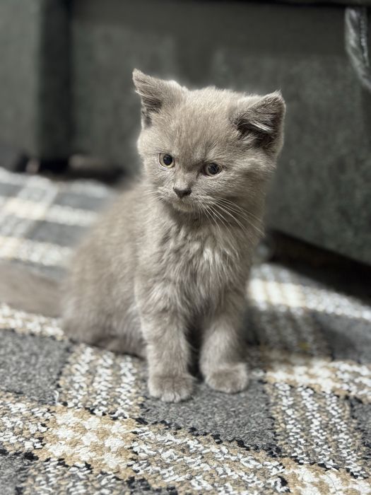 Mushuk bolasi sotiladi / scottish strayt