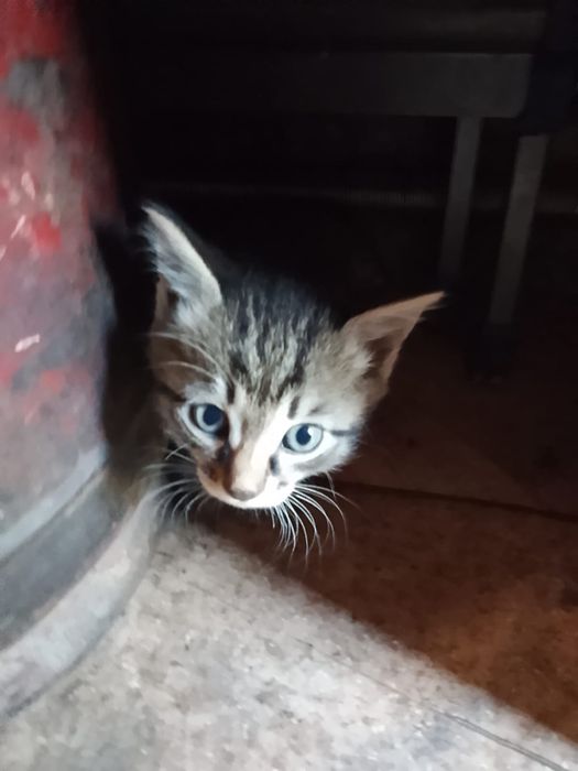 Домашние котята