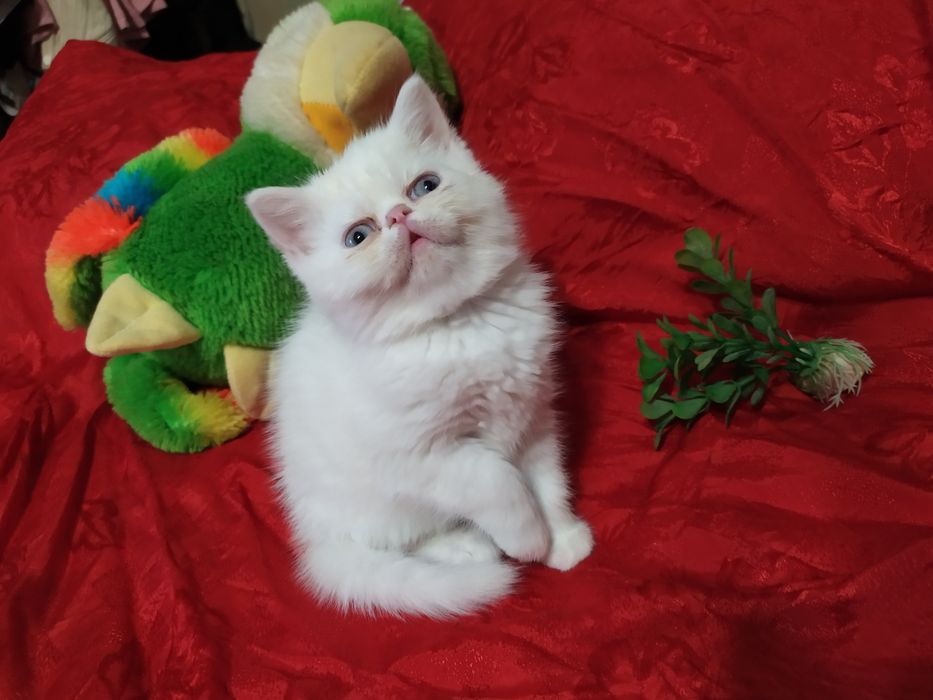 Продам котят экзоты 2 мал 2дев им 1 5 мем едят сами лоток   знает