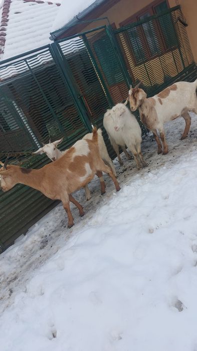 Capre de boer şi Capre de saneen