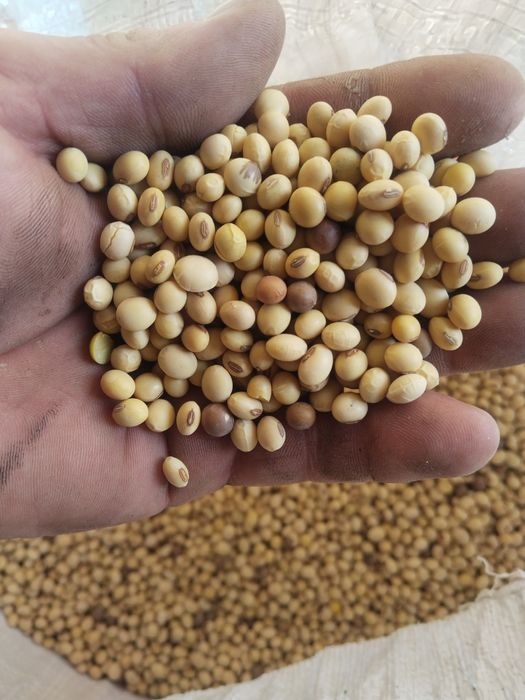 Продам семена сои