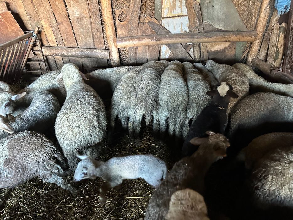 Агнета около 25 кг