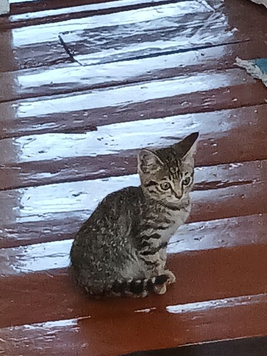 Отдам котят бесплатно