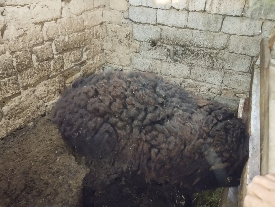 Продается кучкар