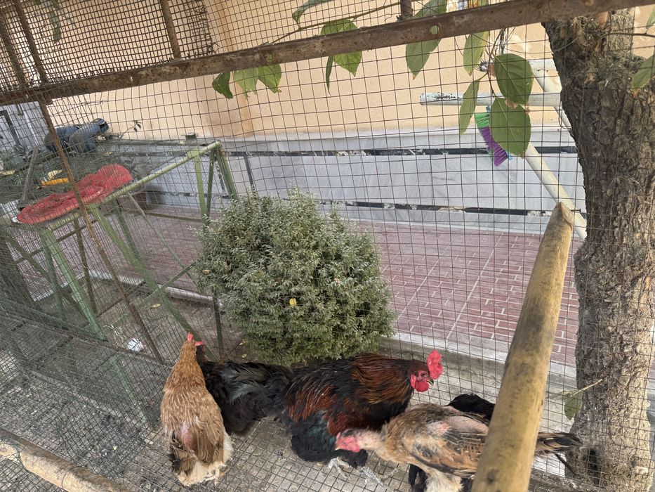 Tovuq ini xoroz va tovuqlar sotiladi