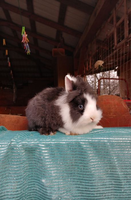 Iepurași pitici colorati