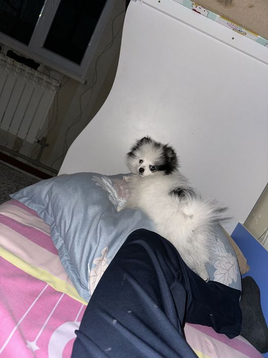 собака на продажу