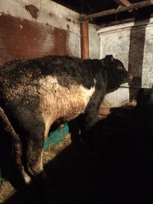 Быки на доращивание