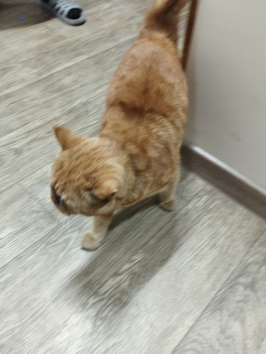 Mushuk erkak (Кот, мальчик) British fold