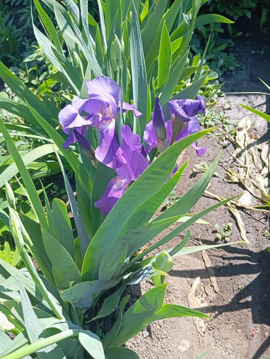 Ирис многолетние цветы