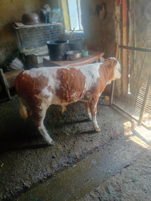 Vând vițel balțat românesc 10 sapt