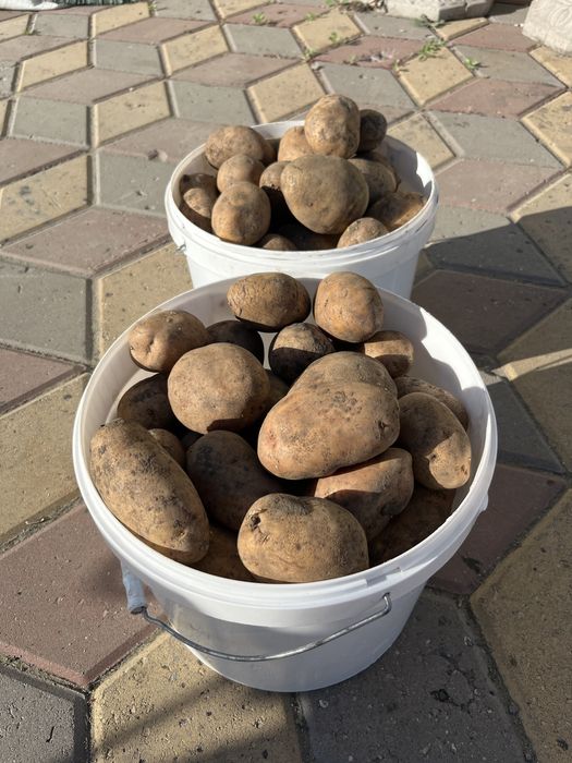 Картофель едовой.