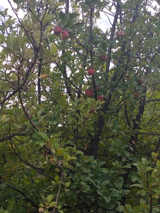 Продается  5 комнатный дом, торг