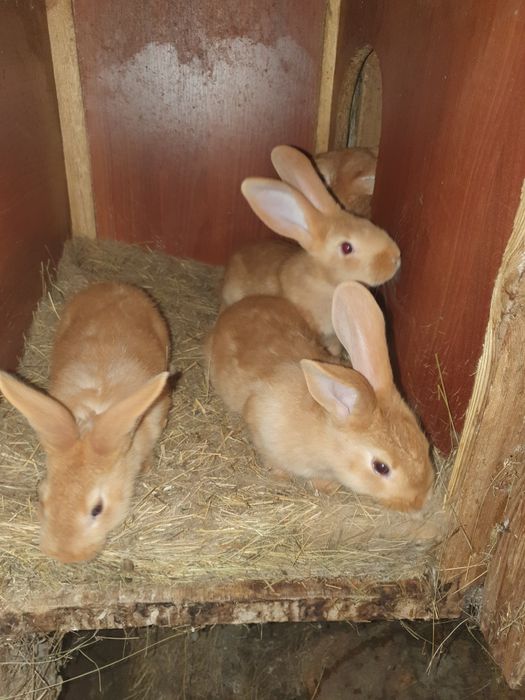 Породистые кролики