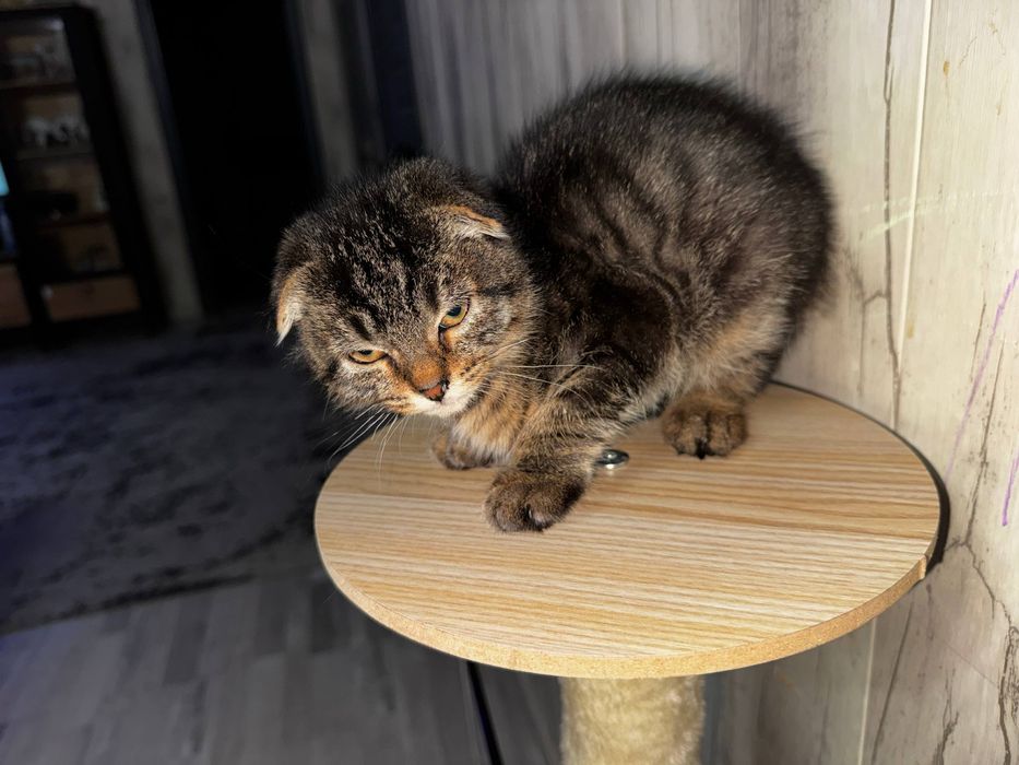 котенок ищет дом