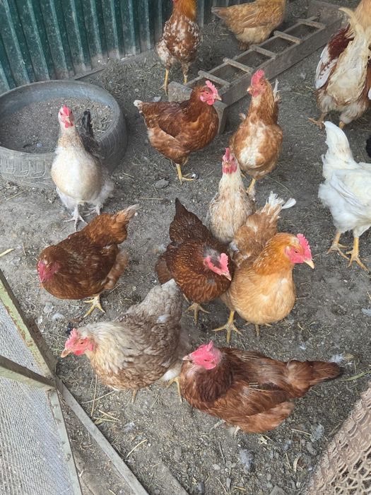 Продам яйца для инкубации