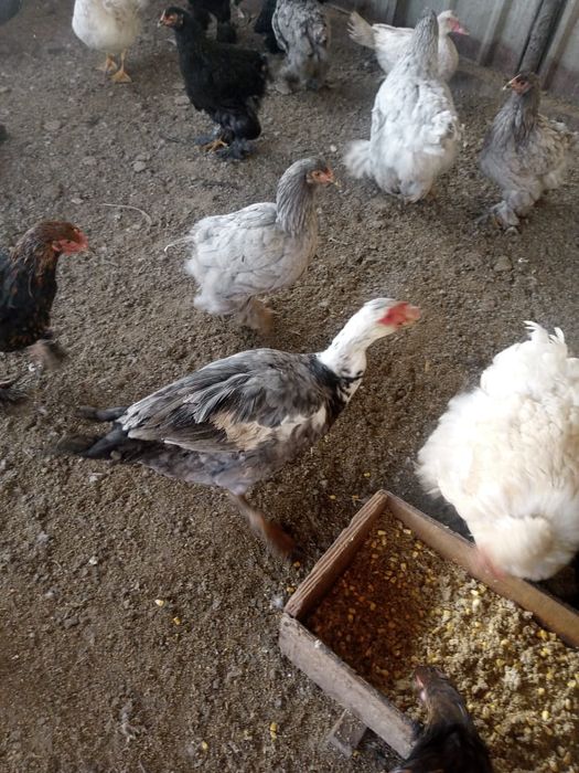 Продам молодых индоуток