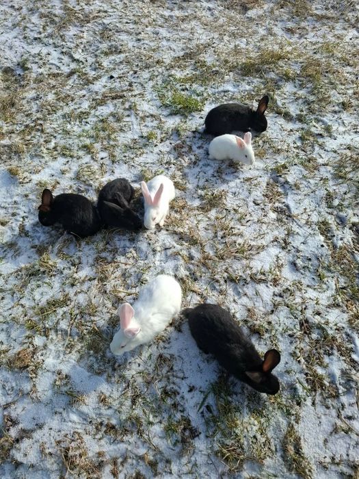 Iepuri mici și adulti