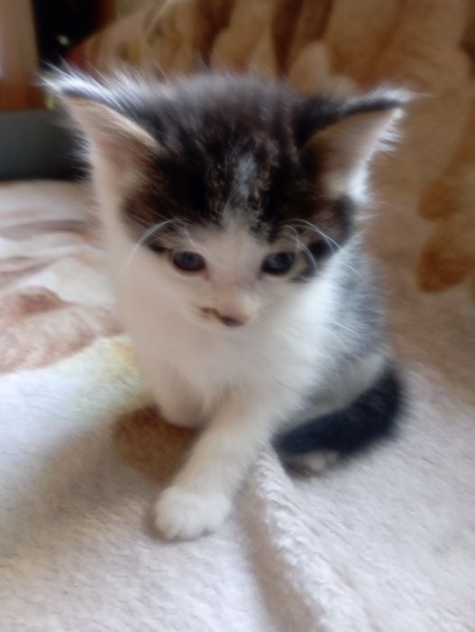 Отдам котят бесплатно