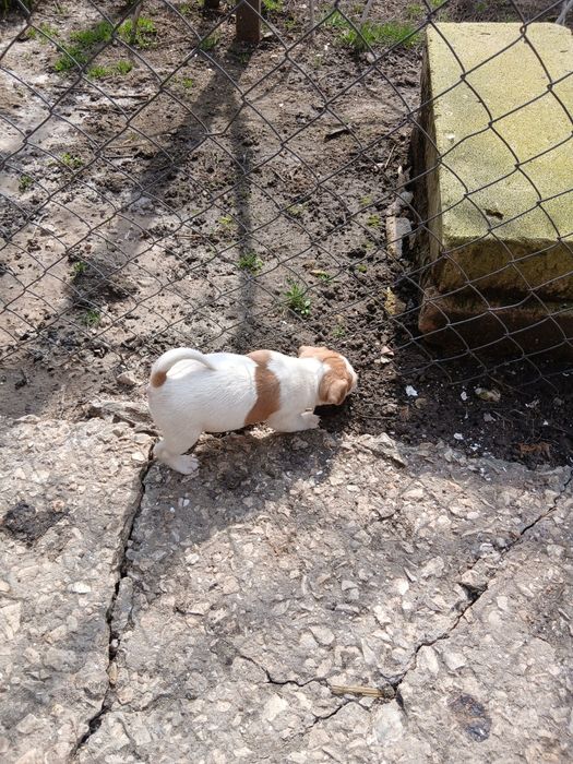 Джак ръсел териер