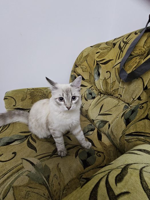 Породистый котёнок