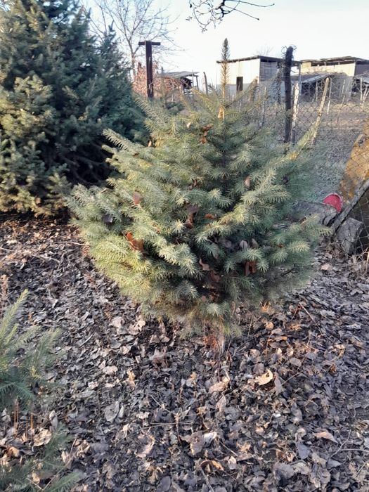 Елки туи смаракты