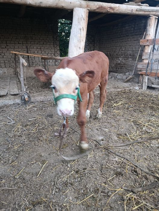 Simental buqacha sotiladi narxi 22 mln xayri bor kelishiladi t