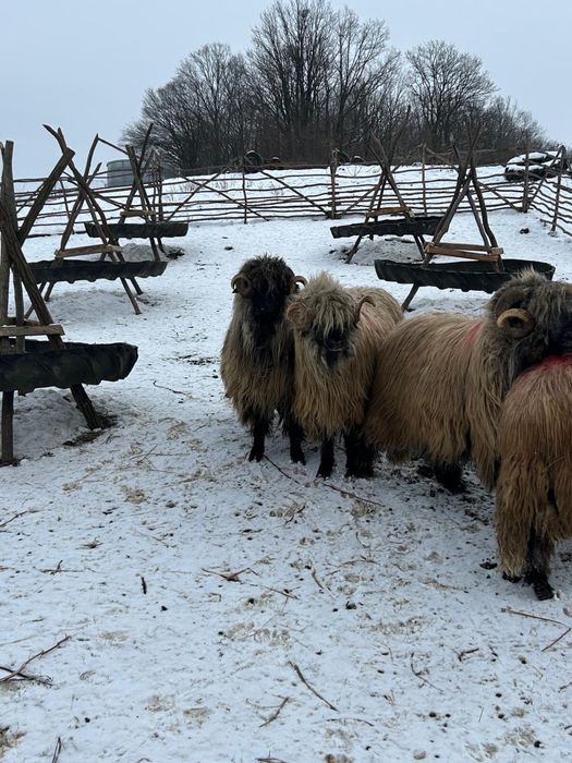 De vinzare berbeci bucalai