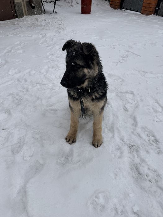 Продам щенка ВЕО