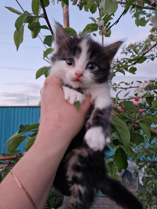 Отдам котят за шоколадку