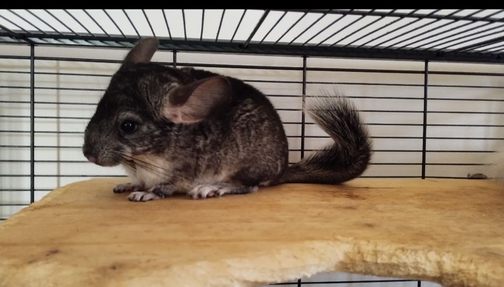 Vând doi pui de chinchilla și doi adulti