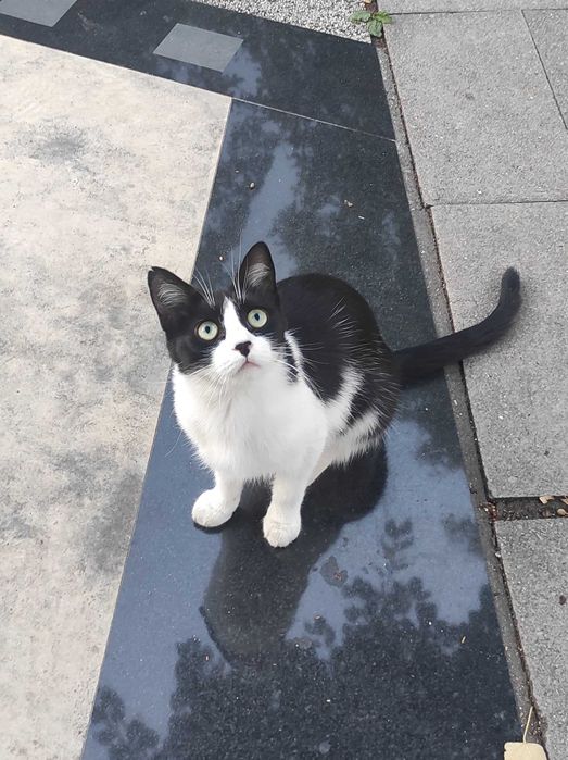 Доли, 2-годишна, супер социална, търси дом!