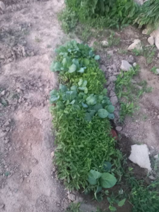 Продается рассада
