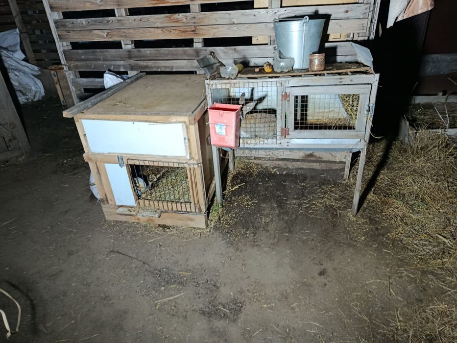 Продам кроликов великаны