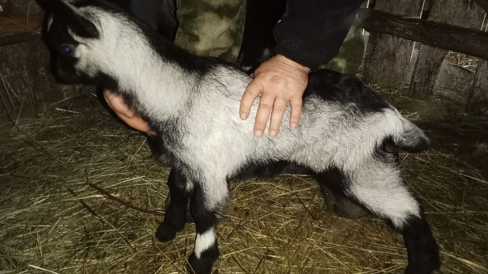 Продаются козлята