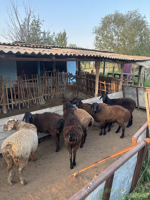 Продаеться бараны