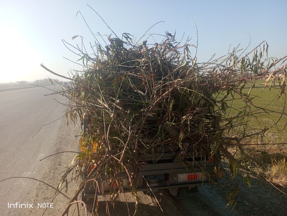 Oʻtin sotiladi 5 muravey chiqadi