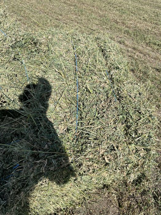 Baloti Lucerna 2025 OFER TRANSPORT