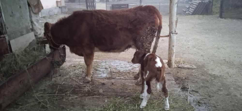 Продам Корова с теленком