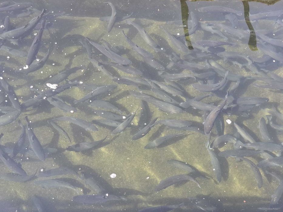 Puiet pastrav curcubeu & indigen