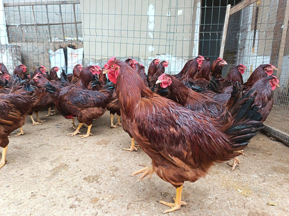 Матични ху́розлар сотилади...