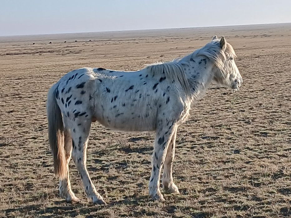 Кунан шубар,2 года