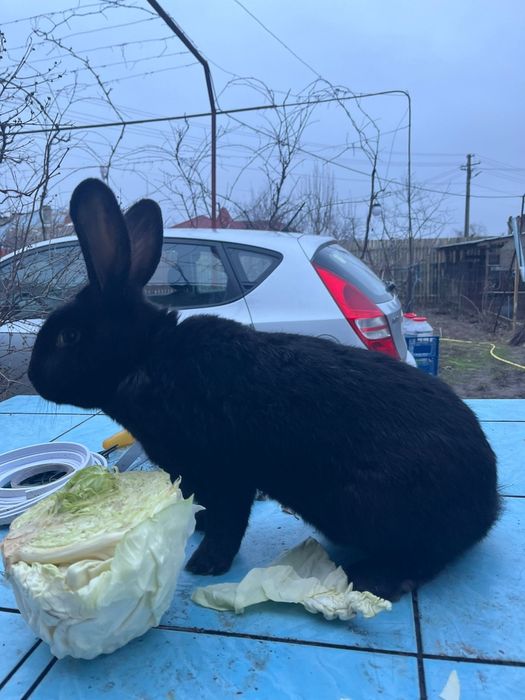 Mascul de reproductie rasa pura