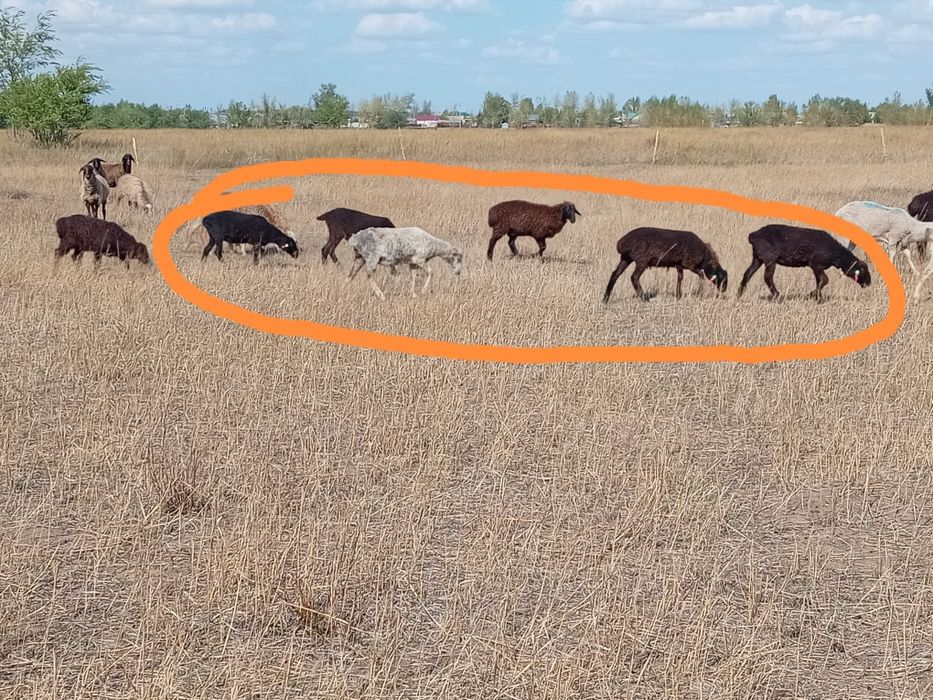 Продам по 60000 тыс без торга