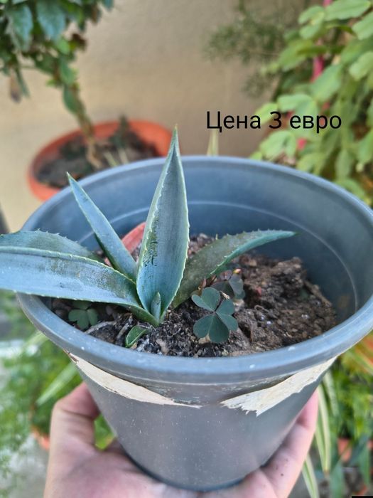 Цветя Столетници.